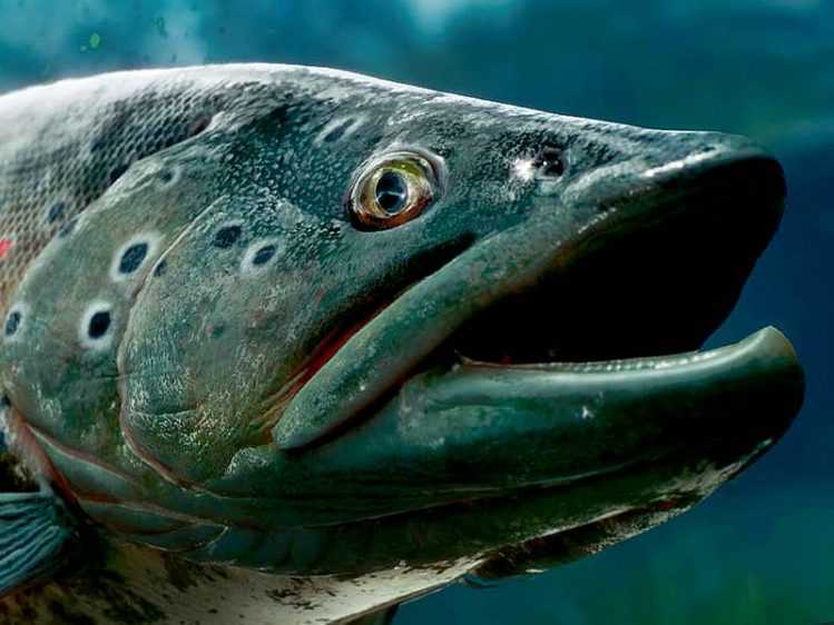 The Catch: Carp & Coarse ist digital für Konsole und PC erhältlich. Bildrechte: Dovetail Games