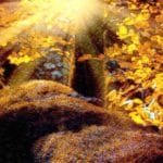 Best board games forest theme