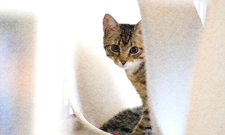 Board games with cats