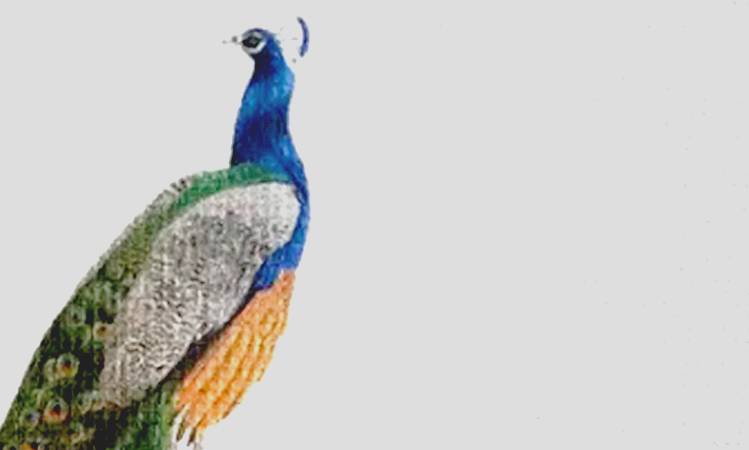 Flügelschlag Neue Erweiterung Asien