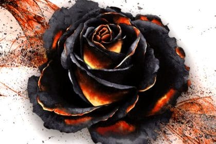 black rose wars